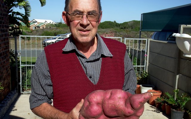 Leonard Batt van Franskraal met sy enorme patat uit sy tuin